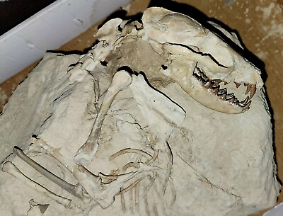 #ad Hesperocyon Fossil Dog With Partial Skelton Oligocene $2500.00
