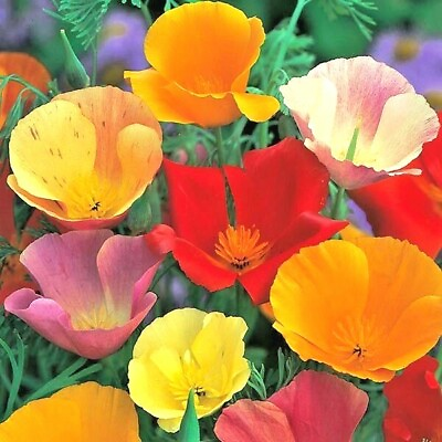 #ad 501CALIFORNIA POPPY MIX Native Wildflower Seeds Flower Garden Patio Container $3.25