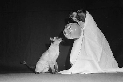 #ad Vintage Halloween Dog amp; Cat Photo 1904 Oddleys Strange amp; Bizarre $7.77