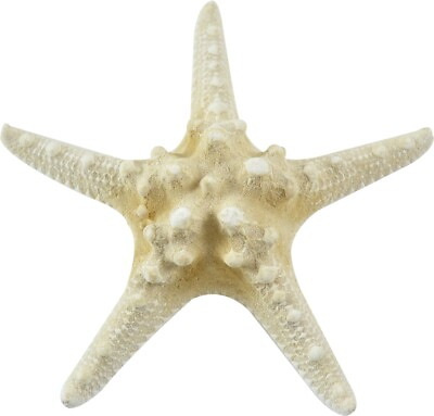#ad 10 Extra Large White Knobby Star Fish Armoured Sea Star 6 8quot; Set of 10 $30.99
