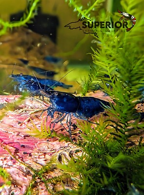 #ad 102 Blue Dream Freshwater Neocaridina Aquarium Shrimp 100% Live Guarantee $27.99