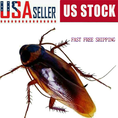 #ad 20PCS Rubber Cockroaches Realistic Cock Roach Rubber Fake Creepy Bugs Gag Toy US $6.99