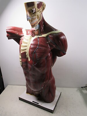 #ad A.J. Nystrom Life Like Model Anatomy Male Torso 3D Model w Removable Organs $2499.95