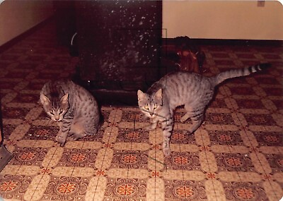#ad Original Photo 3.5x5 Pet Cat H120 #35 $4.00