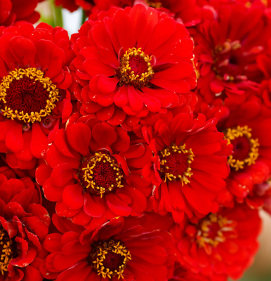 #ad Zinnia CHERRY QUEEN Red Scarlet Blooms Cut Flowers Hummingbirds NonGMO 100 Seeds $3.98