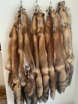 #ad Red Fox Pelt Tanned Garment Tanning Crafts Wallhanger $40.00