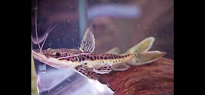 #ad #ad RED TAIL LEOPARD TIGER SHOVELNOSE CATFISH 4 5 INCHES LIVE CATFISH $49.99