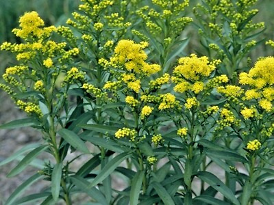 #ad 101STIFF GOLDENROD Seeds Native Wildflower Drought Heat Cold Autumn Flowers $3.25