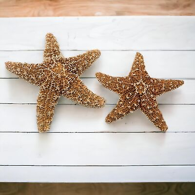 #ad Sugar Starfish 4quot; 6quot; inch Large Starfish Sea Star Starfish Decor Aquari... $27.44