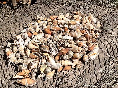#ad 200 Brown Chula Seashells Sea Shells Best Price 2 lbs FREE Ship $29.99