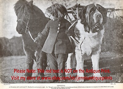 #ad DOG Saint St. Bernard Champion Named amp; Shetland Pony Vintage Print 1930s $29.95