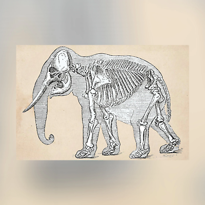 #ad Elephant Skeleton Canvas Print Apothecary Art for Home or Office Apothecary $99.95