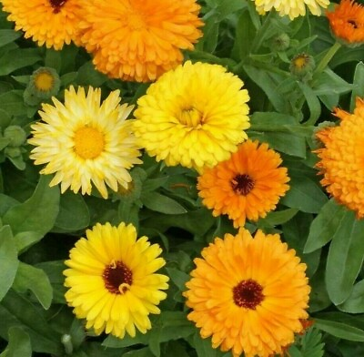#ad CALENDULA FLOWER SEEDS 100 PACIFIC BEAUTY MIX annual ORANGE Free Shipping $2.05