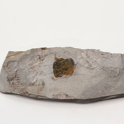 #ad Elrathia kingii Trilobite Fossil Wheeler Shale Fm. Millard Co. UT $14.38