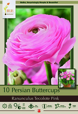 #ad Pink Persian Buttercup 10 Bulbs Ranunculus 6 7 cm Bulbs $9.99