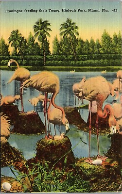 #ad Vintage FL Florida Flamingos Leading the Young Hialeah Park Miami Free Mail 1943 $4.98