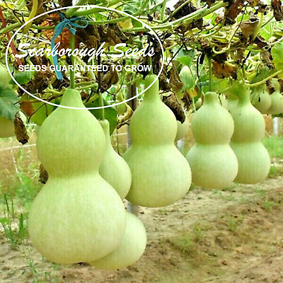 #ad SCARBOROUGH SEEDS Birdhouse Gourd Seeds 25 Seeds Free Shipping $3.49