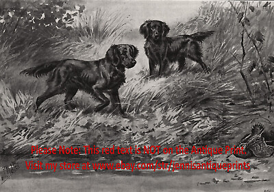 #ad Dog German Spaniel Field or Markiesje Pointing Woodcock 1890s Antique Print $69.95
