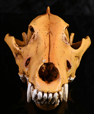 #ad Halloween Wolf Skull Sculpture Model Skeleton Resin Simulation Animal Skull $39.99