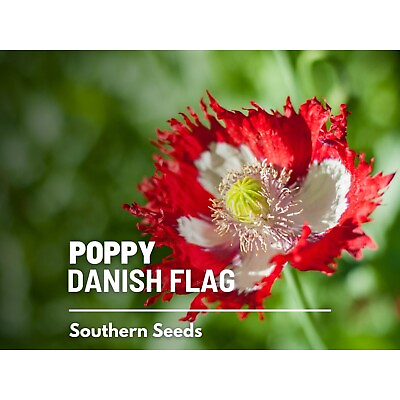 #ad Poppy Danish Flag 100 Seeds Heirloom Flower Ruffled Red Petals White Cros $2.49