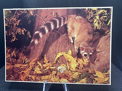 #ad POSTCARD: Raccoon Family Member The Ringtail ￼F6 $4.00