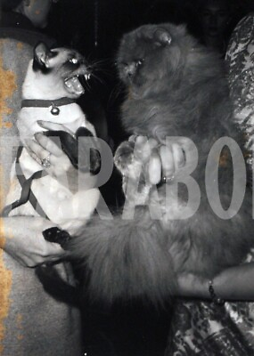 #ad Vintage Press Photo Cats 1959 Paris Persian And Siamese print $21.48