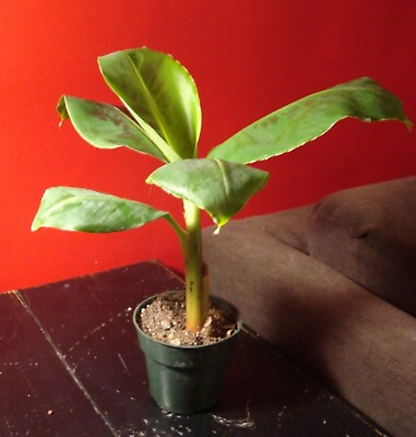 #ad Dwarf Banana Tree {Musa x paradisiaca} Organic 5 seeds Free Shipping $5.99