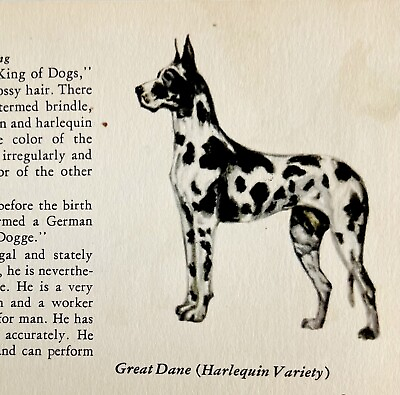 #ad #ad Harlequin Great Dane 1939 Dog Breed Art Ole Larsen Color Plate Print PCBG18 $13.50