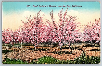 #ad San Jose California CA Beautiful Peach Orchard in Blossom Vintage Postcard $10.99