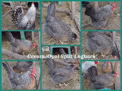 #ad Your Choice Dozen Hatching Eggs NPIP Several Pure Breeds To Choose From $65.00