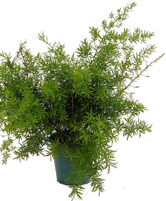 #ad Asparagus Sprengerii Fern Asparagus 4quot; Pot Easy to Grow Great Houseplant $9.99