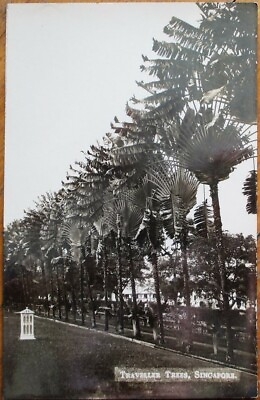 #ad Singapore 1920s Realphoto Postcard: Traveller Trees Southeast Asia $7.99