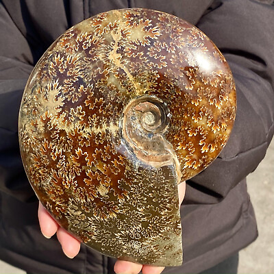 #ad 3.63LB Natural agate fossil snail shaped convex round gemstone $273.00