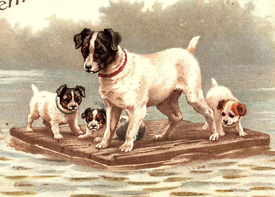 #ad 1907 TO MY VALENTINE DOG PUPPIES ON RAFT HARCOURT IOWA UNDIVIDED POSTCARD 44 139 $32.05