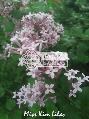 #ad Miss Kim Lilac Syringa pubescens subsp. patula #x27;Miss Kim#x27; 3 to 5 inches $8.00