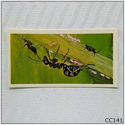 #ad Brooke Bond Wonders Of Wildlife #44 Miniature Farmers Ants Tea Card CC141 AU $4.99