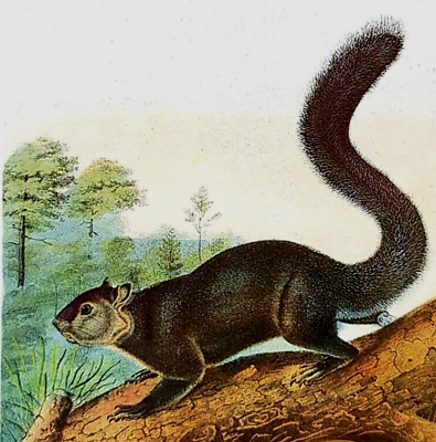 #ad John Audubon Wildlife Dusky Squirrel Vintage Art Book Plate Print 117 $11.99