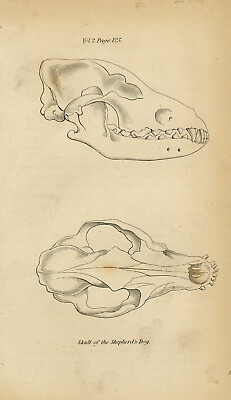 #ad Antique Print Dog anatomy The skull of a Shepherd#x27;s dog Smith Lizars 1840 $67.50