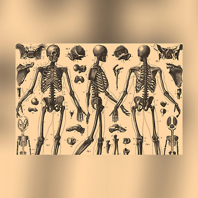 #ad Human Anatomy Three Canvas Print Apothecary Art for Home or Office Apothecar $99.95