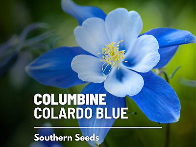 #ad Columbine Colorado Blue 100 Seeds Pollinator amp; Hummingbird Friendly $1.95