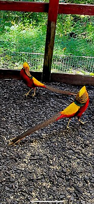 #ad 6 Red Golden PHEASANT HATCHING EGGS Ships Now $59.00