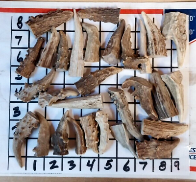DYI Bumpy Gnarly Elk Deer Antler Tips Tines Native Crafts ABO 1 LB $19.99