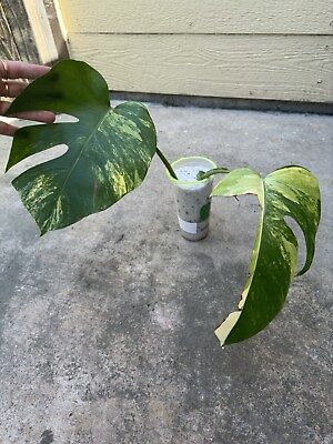 #ad Monstera Aurea Variegated Small Form Rooted Base Cutting $65.00