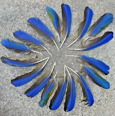 #ad 17 Gorgeous Royal Blue Scarlett Macaw Feathers 6.5” 8” $85.00
