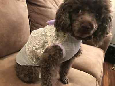 #ad Small breed dog clothes $6.89