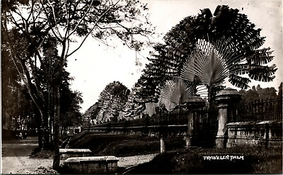 #ad Traveler Palms Lining a Garden in Singapore Vintage Real Photo Postcard 1930s $7.75
