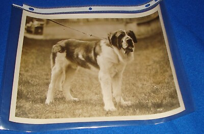 #ad Vintage Photograph 1930#x27;s Dog Show Press Photograph 8quot; X 10quot; Saint Bernard $25.49