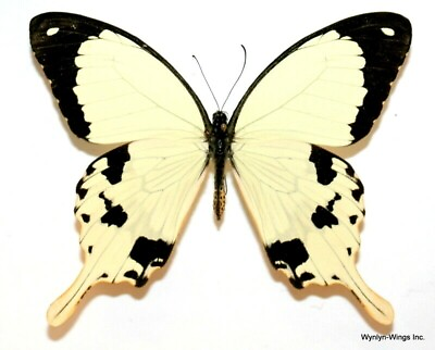 #ad Insect Butterfly Papilionidae Papilio dardanus meriones Rare subspecies $4.95