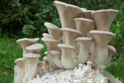 #ad #ad King Oyster Mushroom ERYNGII Pleurotus eryngii For logs $129.42