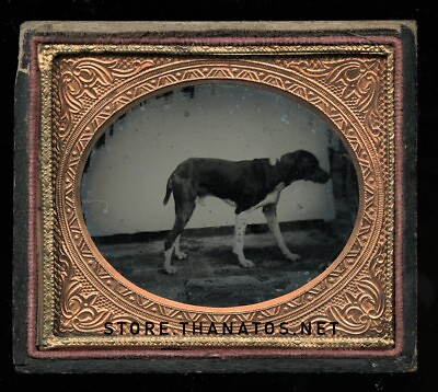 #ad 1 6 Plate Ambrotype Photo of a Standing Dog Great Antique Image Late 1850s $788.00